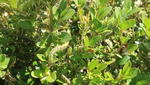 Box tree moth on box leaves Stock Footage 159642782