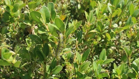 Box tree moth on box leaves Stock Footage 159669241