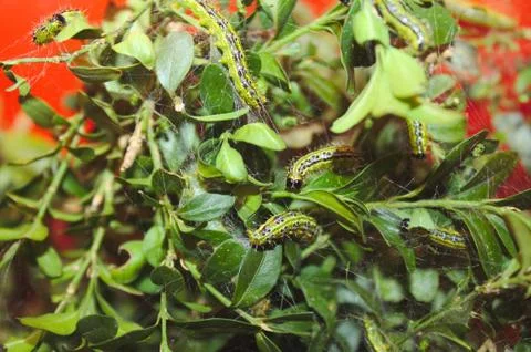 Box tree moth on box leaves Stock Photos