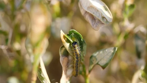 Box Tree moth Caterpillar (Cydalima perspectalis) on a box bush Stock Footage 106835687
