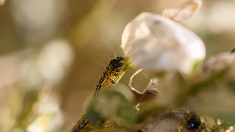 Box Tree moth Caterpillar (Cydalima perspectalis) on a box bush Stock Footage 106835743