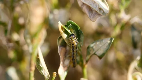 Box Tree moth Caterpillar (Cydalima perspectalis) on a box bush Stock Footage 106835771