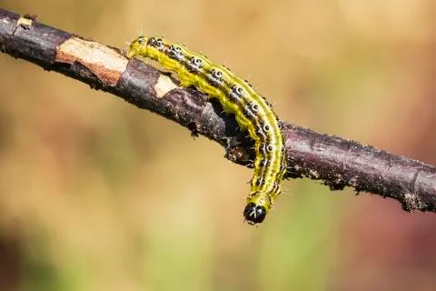 Box tree moth caterpillar, Cydalima perspectalis, closeup feeding Stock Photos