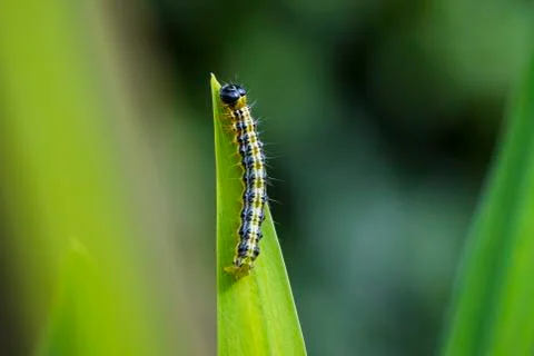Box tree moth caterpillar, Cydalima perspectalis, closeup Stock Photos