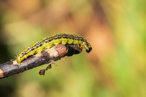 Box tree moth caterpillar, Cydalima perspectalis, closeup feeding Stock Photos