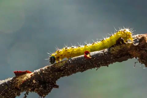 Box tree moth caterpillar, Cydalima perspectalis, closeup feeding Stock Photos