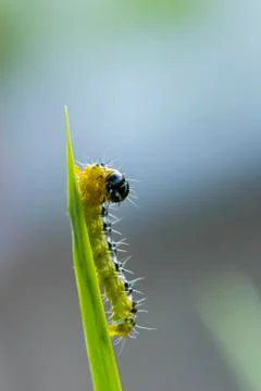 Box tree moth caterpillar, Cydalima perspectalis, closeup Stock Photos