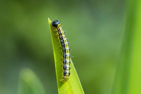 Box tree moth caterpillar, Cydalima perspectalis, closeup Stock Photos