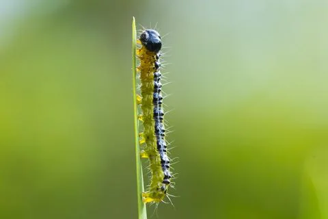 Box tree moth caterpillar, Cydalima perspectalis, closeup Stock Photos