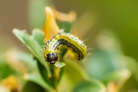 Box tree moth, Cydalima perspectalis Stock Photos