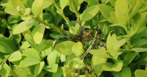 Box tree moth eating buxus leaves Stock Footage 240564629