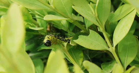 Box tree moth eating buxus leaves Stock Footage 240565342