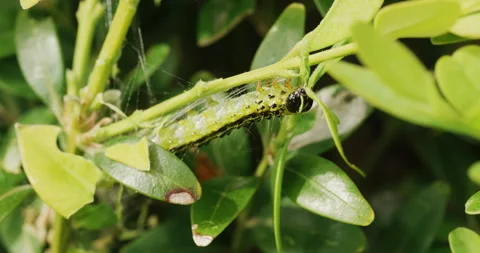 Box tree moth eating buxus leaves Stock Footage 240571349