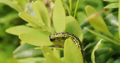 Box tree moth eating buxus leaves Stock Footage 240571856