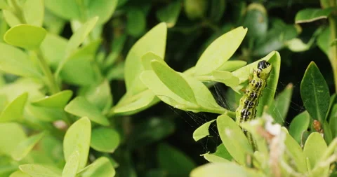 Box tree moth eating buxus leaves Stock Footage 240573825