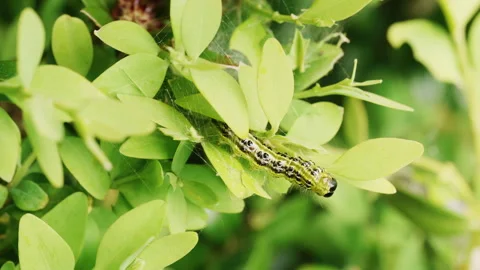 Box tree moth eating buxus leaves Stock Footage 240574973