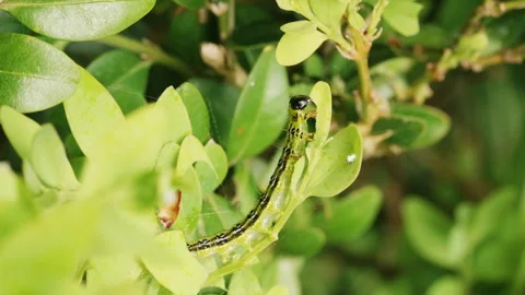Box tree moth eating buxus leaves Stock Footage 240575997