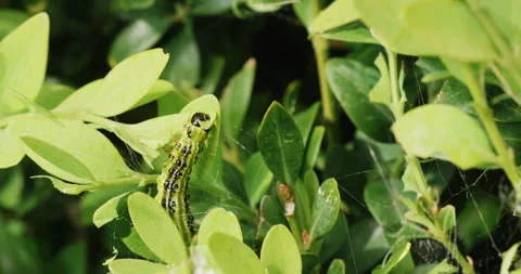 Box tree moth eating buxus leaves Stock Footage 240576210