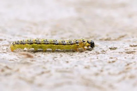 Box tree moth macro shot Stock Photos