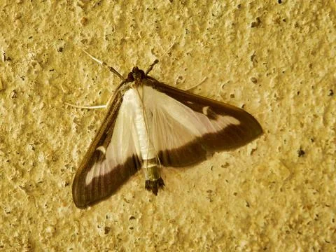 Box Tree Moth Stock Photos