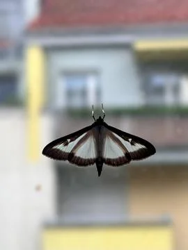 Box tree moth sitting on a window glass Stock Photos