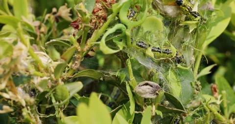 Box tree moths eating buxus leaves Stock Footage 240565637
