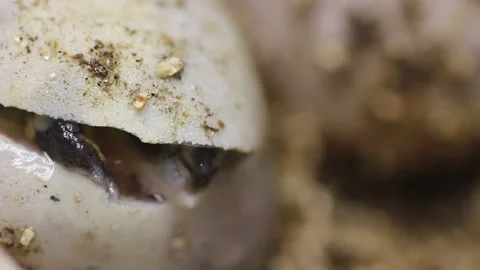 Box turtle begins hatching Stock Footage 278429964