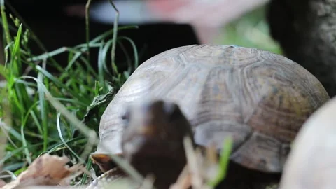 Box turtle in captivity close up Stock Footage 277776549