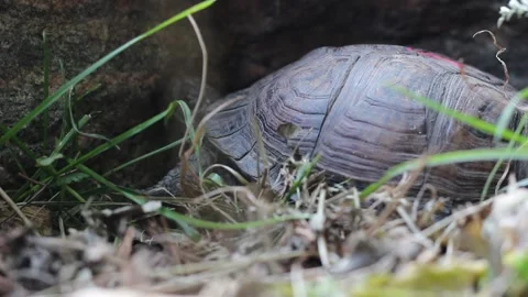 Box turtle in captivity close up Video stock 277776696