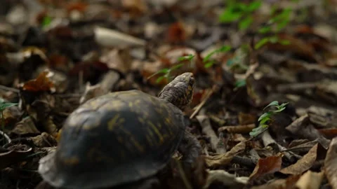 Box Turtle Crawling Through Forest Stock Footage 203834991