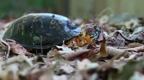 Box turtle emerging from its shell Stock Footage