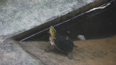 Box Turtle Stock Footage 209529684