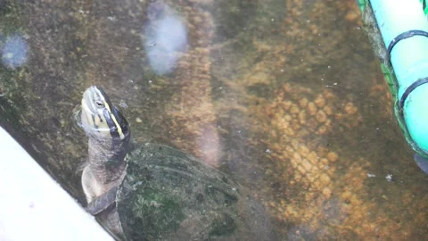 Box Turtle Stock Footage 209530675