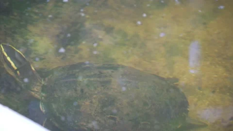 Box Turtle Stock Footage 209530771