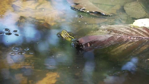 Box Turtle Stock Footage 209530772