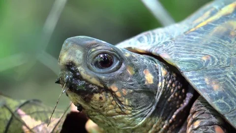 Box turtle in forest closeup Video stock 79061065