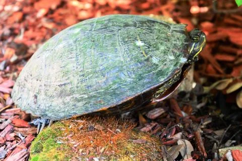 Box turtle in a garden with red cedar mulch Stock Photos