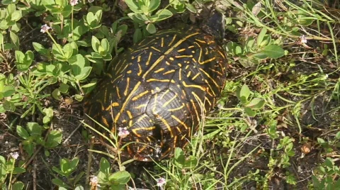 Box Turtle In The Grass Video stock 792318