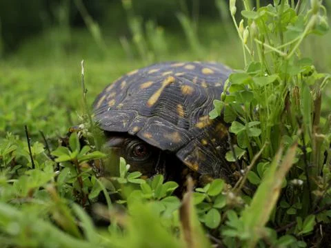 Box Turtle in grass Stock Photos