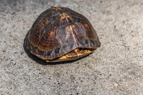 Box turtle hiding in its shell Stock Photos