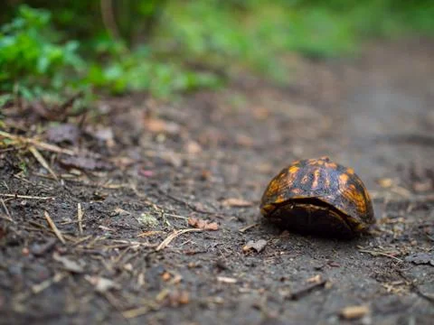 Box Turtle Hiding in Shell on Footpath Stock Photos