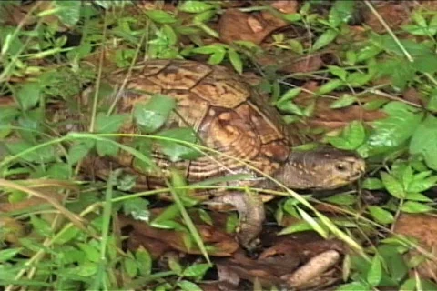 Box Turtle Making it's Way Stock Footage 453631