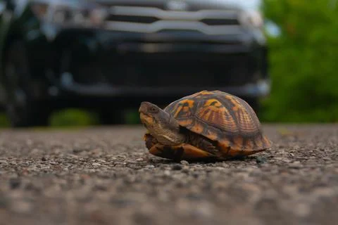 Box turtle in the middle of a road. Stock Photos