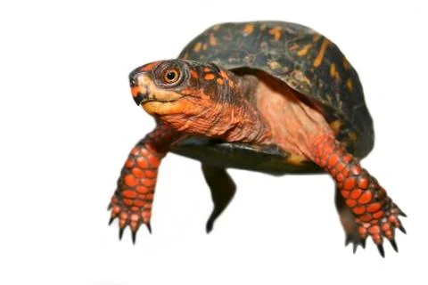 Box Turtle Stock Photos