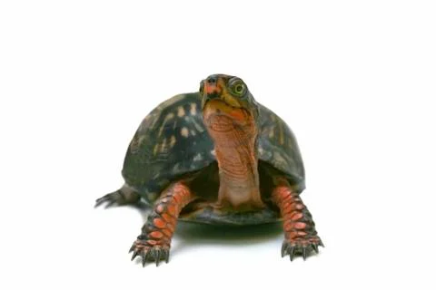 Box Turtle Photos