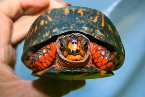 Box turtle Stock Photos