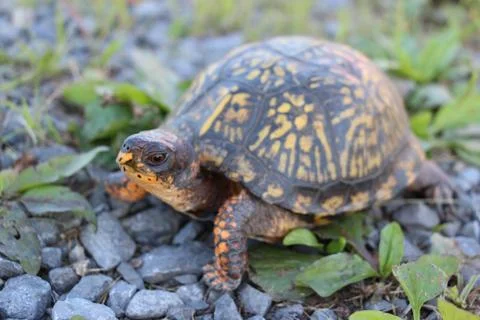 Box Turtle Stock Photos