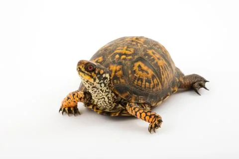 Box Turtle Foto stock