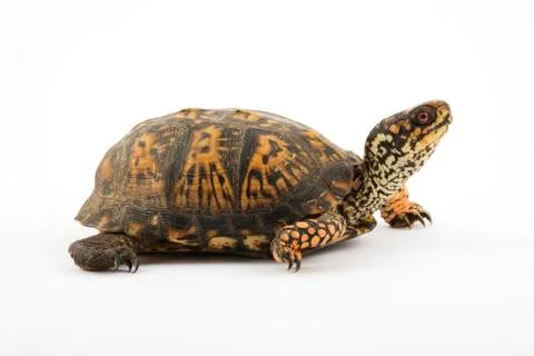 Box Turtle Foto stock