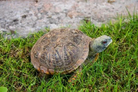 Box Turtle Stock Photos
